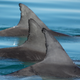 Allied male bottlenose dolphins swimming together.